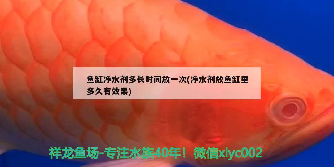 鱼缸净水剂多长时间放一次(净水剂放鱼缸里多久有效果) 魟鱼百科