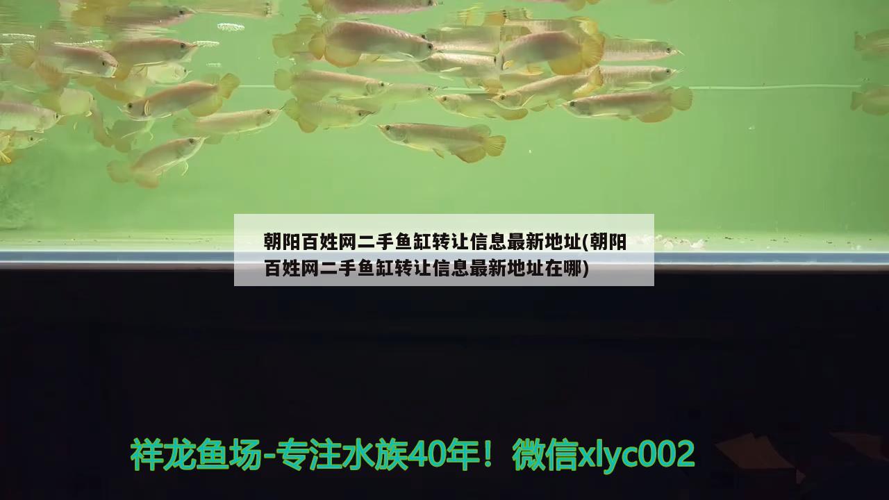 朝阳百姓网二手鱼缸转让信息最新地址(朝阳百姓网二手鱼缸转让信息最新地址在哪) 图腾金龙鱼