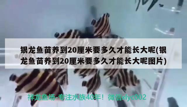 银龙鱼苗养到20厘米要多久才能长大呢(银龙鱼苗养到20厘米要多久才能长大呢图片)