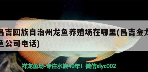 昌吉回族自治州龙鱼养殖场在哪里(昌吉金龙鱼公司电话) 祥龙水族医院