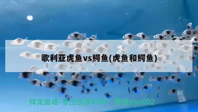 歌利亚虎鱼vs鳄鱼(虎鱼和鳄鱼) 虎鱼百科