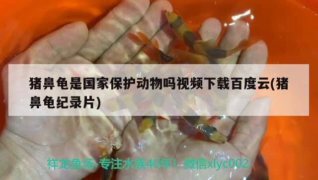 猪鼻龟是国家保护动物吗视频下载百度云(猪鼻龟纪录片) 猪鼻龟