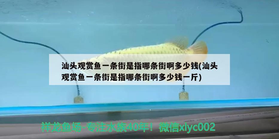 汕头观赏鱼一条街是指哪条街啊多少钱(汕头观赏鱼一条街是指哪条街啊多少钱一斤) 白子金龙鱼