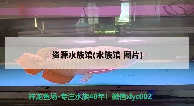 资源水族馆(水族馆图片) 丹顶锦鲤鱼