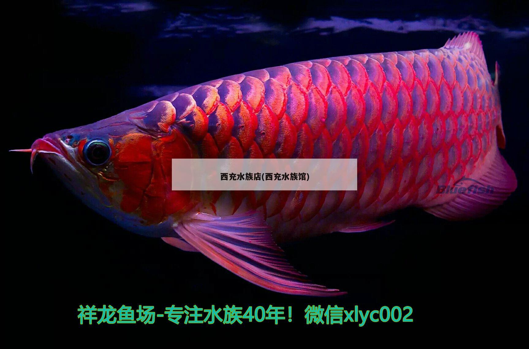 西充水族店(西充水族馆) 鱼缸水质稳定剂