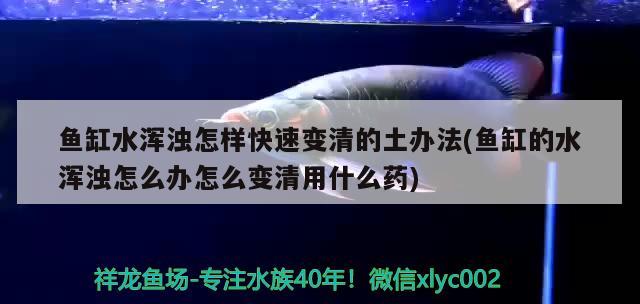 鱼缸水浑浊怎样快速变清的土办法(鱼缸的水浑浊怎么办怎么变清用什么药)