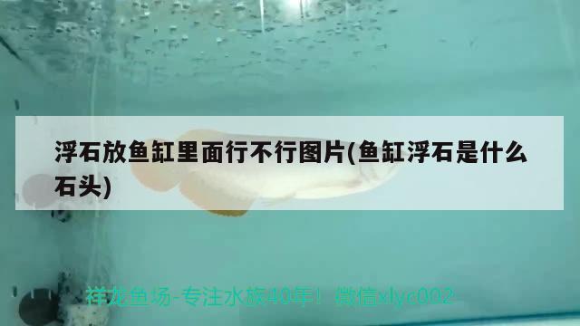 浮石放鱼缸里面行不行图片(鱼缸浮石是什么石头) 球鲨鱼