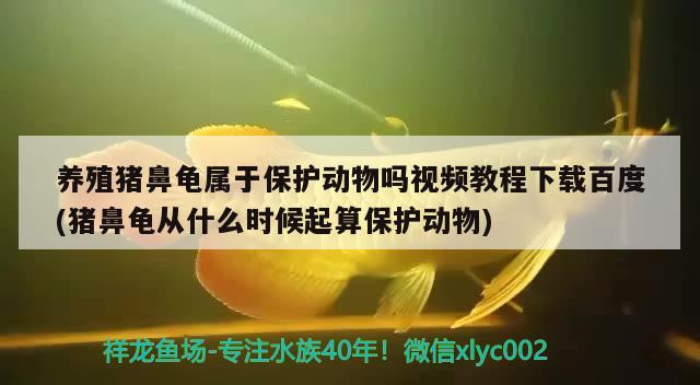 养殖猪鼻龟属于保护动物吗视频教程下载百度(猪鼻龟从什么时候起算保护动物)