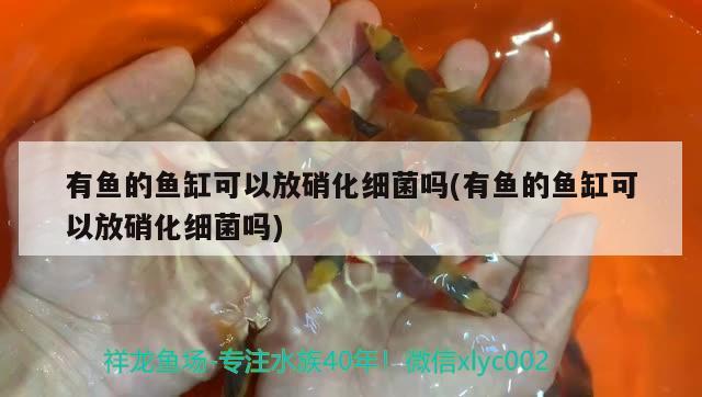 有鱼的鱼缸可以放硝化细菌吗(有鱼的鱼缸可以放硝化细菌吗) 硝化细菌