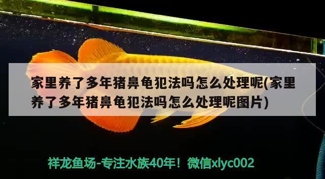 家里养了多年猪鼻龟犯法吗怎么处理呢(家里养了多年猪鼻龟犯法吗怎么处理呢图片) 猪鼻龟