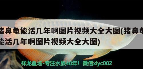 猪鼻龟能活几年啊图片视频大全大图(猪鼻龟能活几年啊图片视频大全大图)