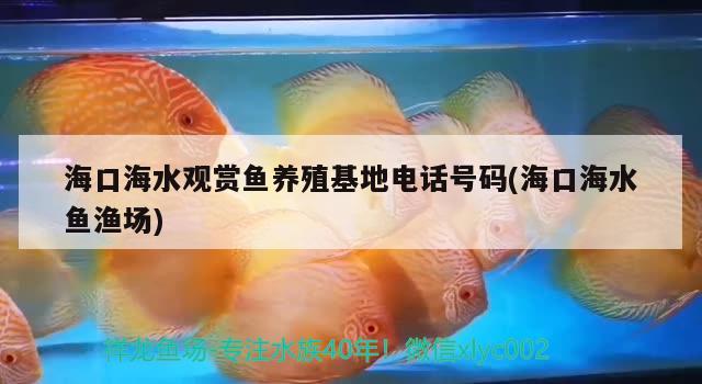 海口海水观赏鱼养殖电话号码(海口海水鱼渔场) 海水鱼