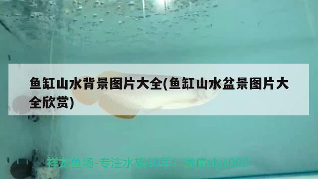 鱼缸山水背景图片大全(鱼缸山水盆景图片大全欣赏) 广州水族器材滤材批发市场