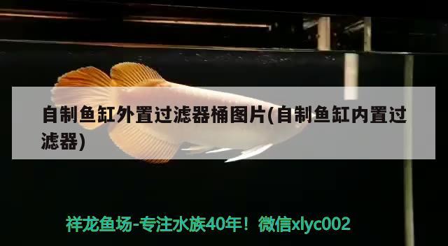 自制鱼缸外置过滤器桶图片(自制鱼缸内置过滤器) 水族品牌