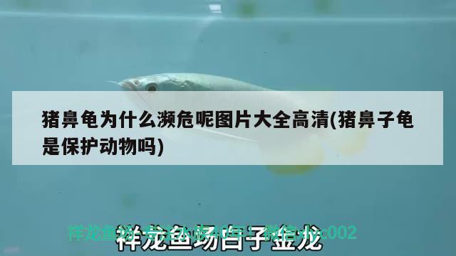 猪鼻龟为什么濒危呢图片大全高清(猪鼻子龟是保护动物吗)