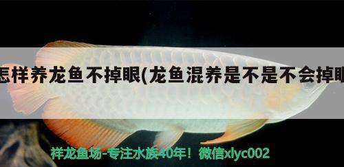 怎样养龙鱼不掉眼(龙鱼混养是不是不会掉眼) 红龙专用鱼粮饲料