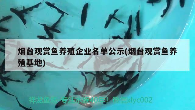 烟台观赏鱼养殖企业名单公示(烟台观赏鱼养殖)