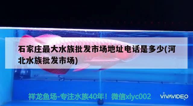 石家庄最大水族批发市场地址电话是多少(河北水族批发市场) 观赏鱼水族批发市场