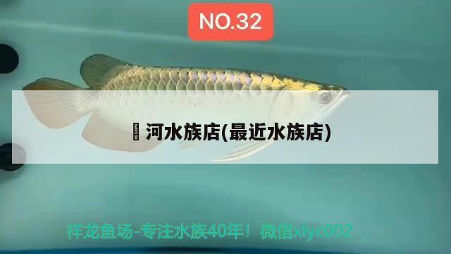 浉河水族店(最近水族店) 大白鲨鱼