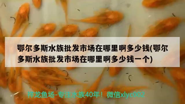 鄂尔多斯水族批发市场在哪里啊多少钱(鄂尔多斯水族批发市场在哪里啊多少钱一个)