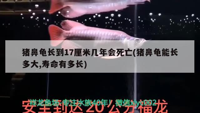 猪鼻龟长到17厘米几年会死亡(猪鼻龟能长多大,寿命有多长)