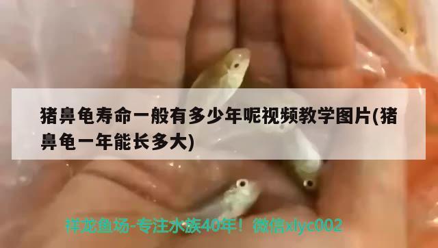 猪鼻龟寿命一般有多少年呢视频教学图片(猪鼻龟一年能长多大) 猪鼻龟百科