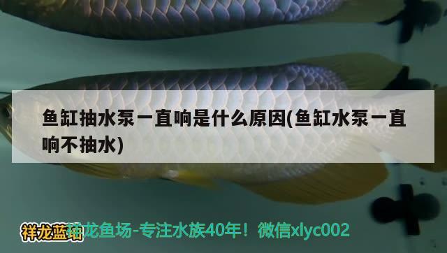 鱼缸抽水泵一直响是什么原因(鱼缸水泵一直响不抽水) 鱼缸水泵