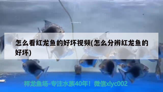 怎么看红龙鱼的好坏视频(怎么分辨红龙鱼的好坏) 祥龙鱼场其他产品