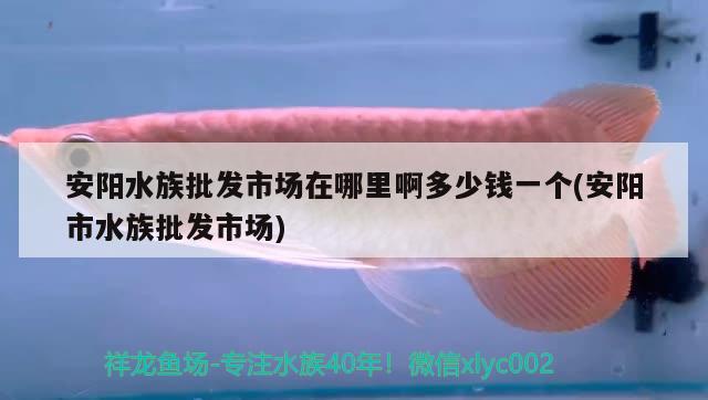 安阳水族批发市场在哪里啊多少钱一个(安阳市水族批发市场) 观赏鱼水族批发市场