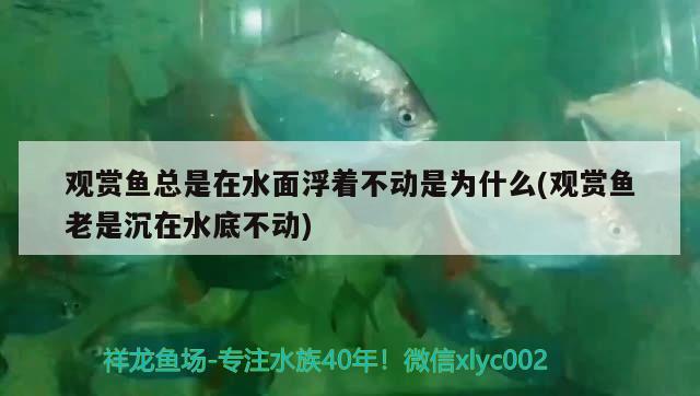 观赏鱼总是在水面浮着不动是为什么(观赏鱼老是沉在水底不动) 梦幻雷龙鱼