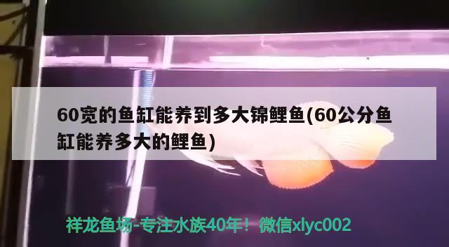 60宽的鱼缸能养到多大锦鲤鱼(60公分鱼缸能养多大的鲤鱼) 鱼缸风水