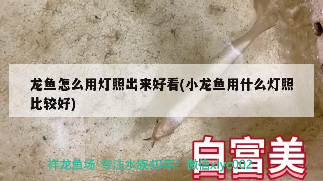 龙鱼怎么用灯照出来好看(小龙鱼用什么灯照比较好) 印尼红龙鱼