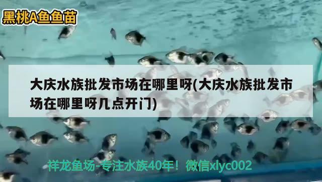 大庆水族批发市场在哪里呀(大庆水族批发市场在哪里呀几点开门) 观赏鱼水族批发市场