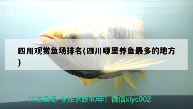 四川观赏鱼场排名(四川哪里养鱼最多的地方) 白化火箭