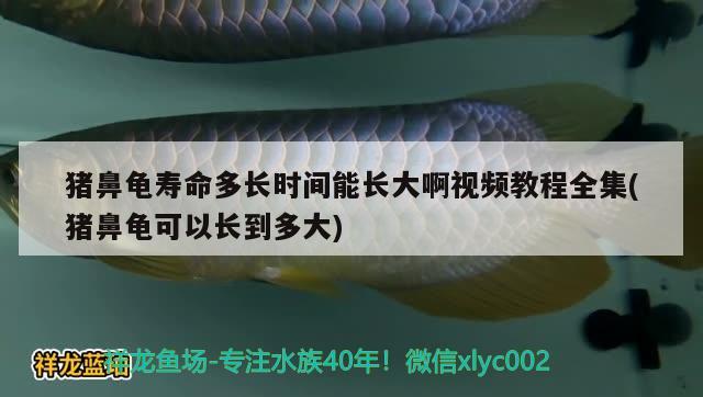 猪鼻龟寿命多长时间能长大啊视频教程全集(猪鼻龟可以长到多大) 猪鼻龟