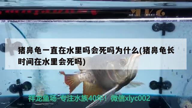 猪鼻龟一直在水里吗会死吗为什么(猪鼻龟长时间在水里会死吗)