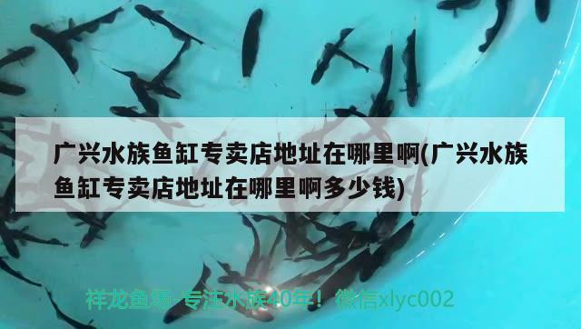 广兴水族鱼缸专卖店地址在哪里啊(广兴水族鱼缸专卖店地址在哪里啊多少钱)