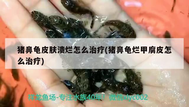 猪鼻龟皮肤溃烂怎么治疗(猪鼻龟烂甲腐皮怎么治疗) 猪鼻龟