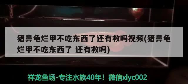 猪鼻龟烂甲不吃东西了还有救吗视频(猪鼻龟烂甲不吃东西了还有救吗)