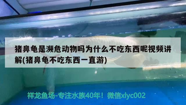 猪鼻龟是濒危动物吗为什么不吃东西呢视频讲解(猪鼻龟不吃东西一直游)