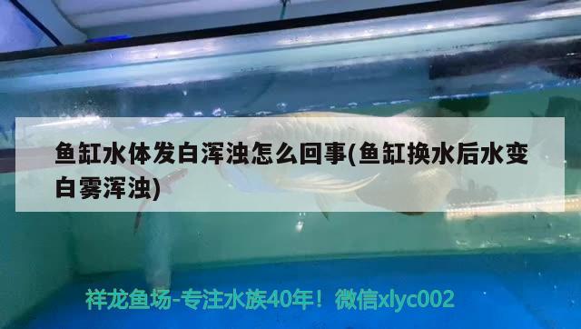 鱼缸水体发白浑浊怎么回事(鱼缸换水后水变白雾浑浊) 鱼缸风水