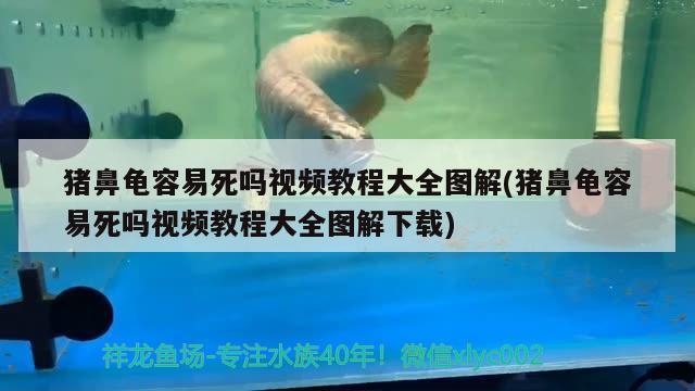 猪鼻龟容易死吗视频教程大全图解(猪鼻龟容易死吗视频教程大全图解下载)