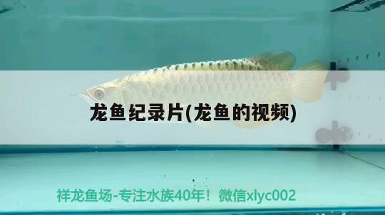 龙鱼纪录片(龙鱼的视频) 观赏鱼水族批发市场