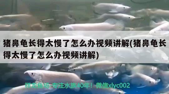 猪鼻龟长得太慢了怎么办视频讲解(猪鼻龟长得太慢了怎么办视频讲解)