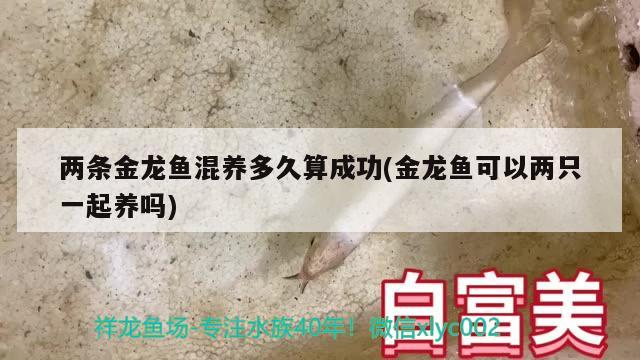 两条金龙鱼混养多久算成功(金龙鱼可以两只一起养吗)