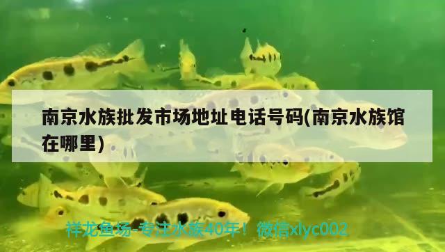 南京水族批发市场地址电话号码(南京水族馆在哪里)