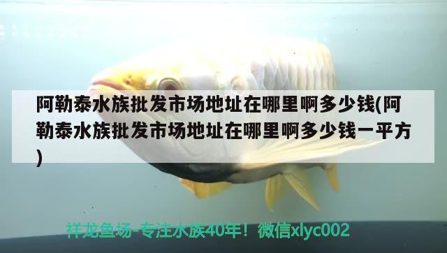 阿勒泰水族批发市场地址在哪里啊多少钱(阿勒泰水族批发市场地址在哪里啊多少钱一平方) 观赏鱼水族批发市场