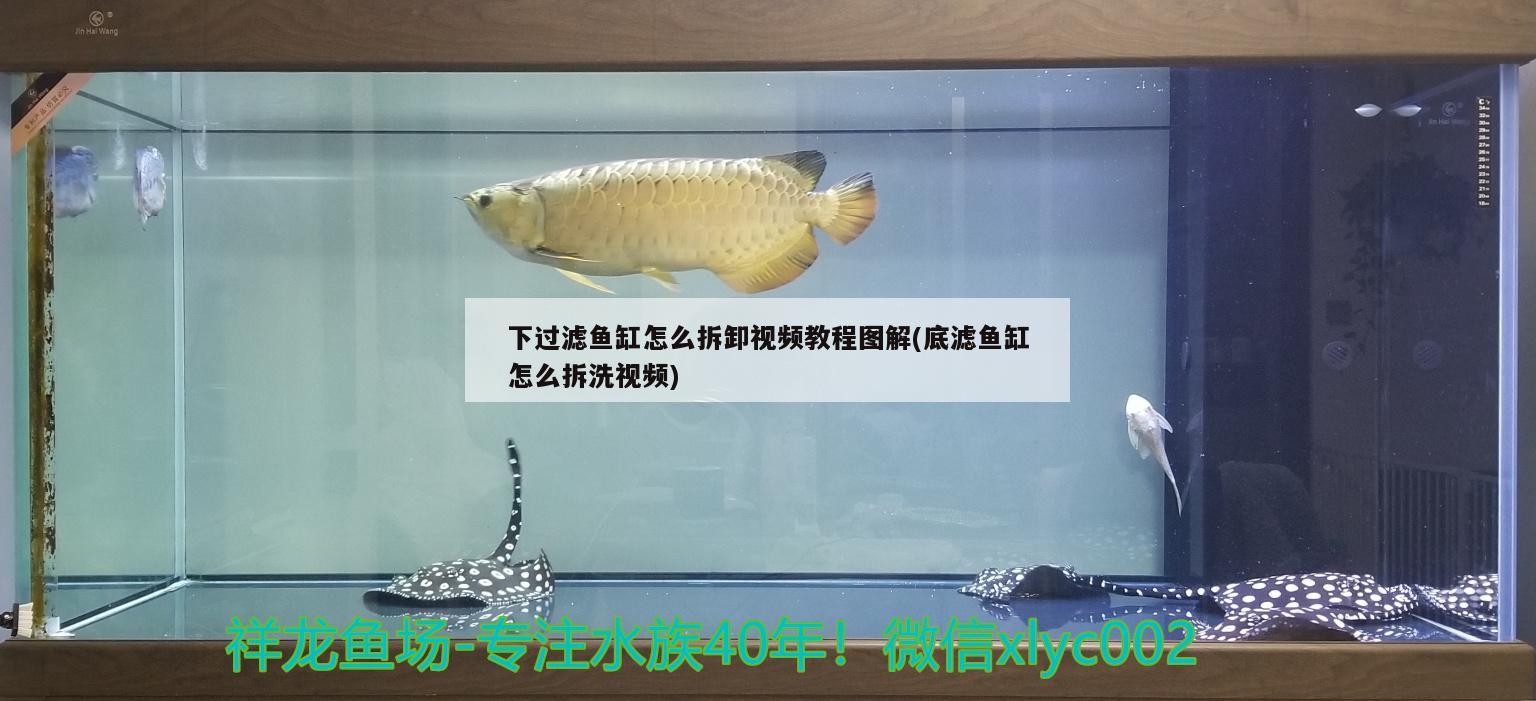 下过滤鱼缸怎么拆卸视频教程图解(底滤鱼缸怎么拆洗视频)