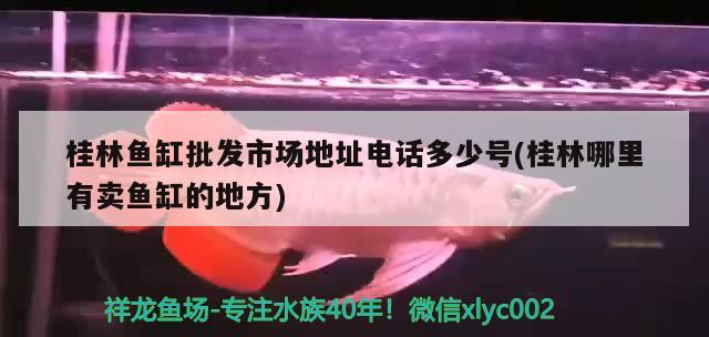 桂林鱼缸批发市场地址电话多少号(桂林哪里有卖鱼缸的地方) 伊巴卡鱼