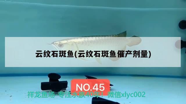 云纹石斑鱼(云纹石斑鱼催产剂量) 水族杂谈